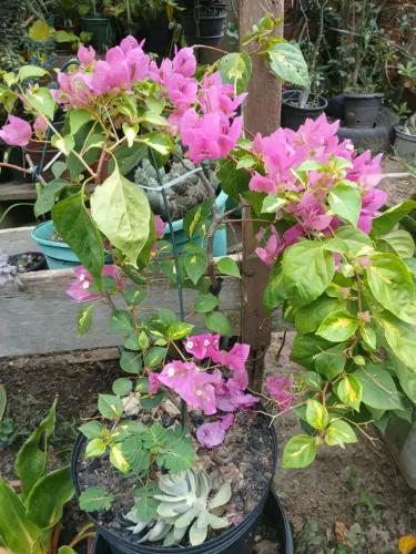 Planta Boganvili  R$150,00