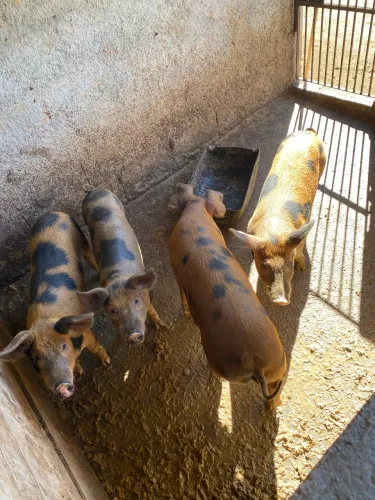 Leitões / porcos