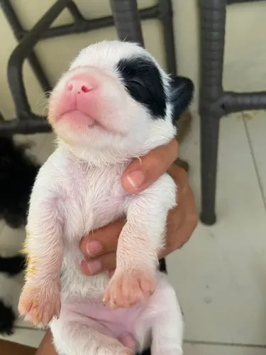Vendo filhotes de poodle com salsinha mistura