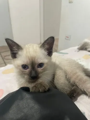 Siamês 