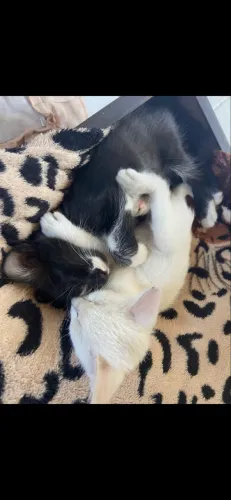 Gatos ? ? 