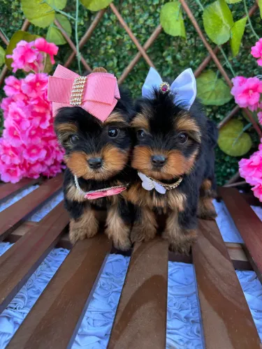 Yorkshire Terrier (Miniatura)