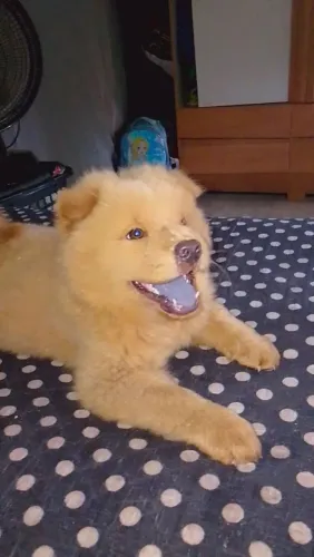Cachorro Chow puro