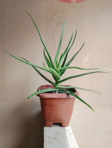 Babosa Gigante 