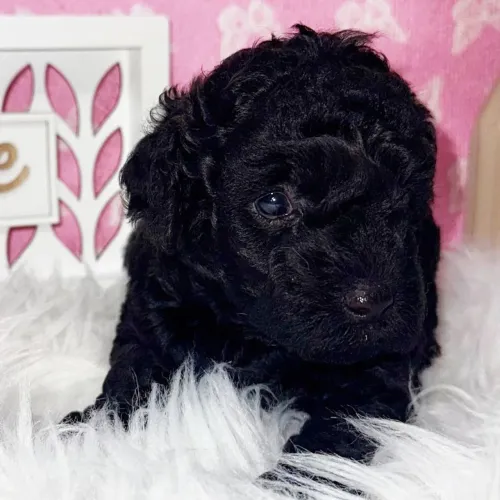 Mini Poodle Toy  - Pelagem brilhante| Entrega imediata 