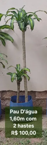 Planta Pau D'água 1,60m com 2 hastes