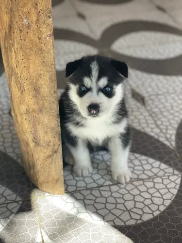 Filhotes de husky siberiano 