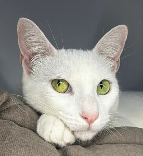 Gata para adotar