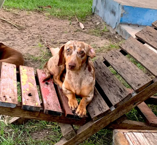 Basset macho pra CRUZAR