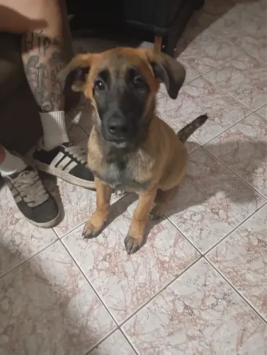 Filhotes de pastor belga malinois pra adoção responsável 