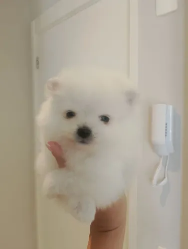 Lulu da Pomerânia - Spitz alemão