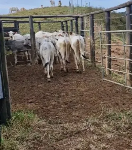 Lote 05 de Bezerros
