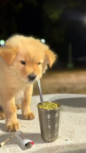 VENDO CHOW-CHOW FILHOTE 