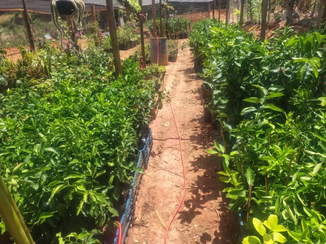 Mudas de Frutíferas e Plantas Ornamentais