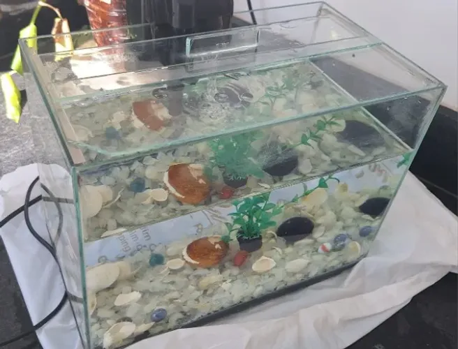Aquario com bomba de água