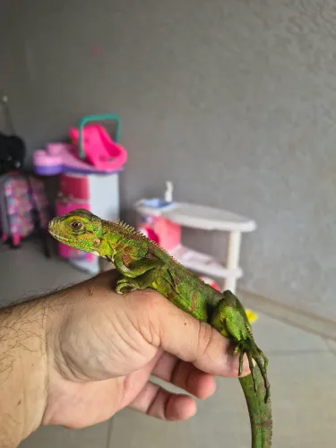 Legalizada