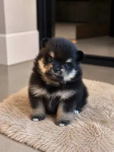 Lulus da pomerania disponíveis 