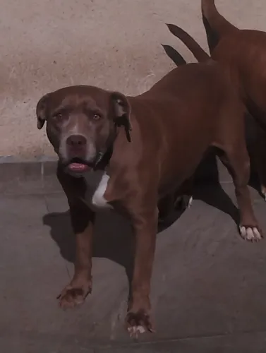 Doação de Pitbull 