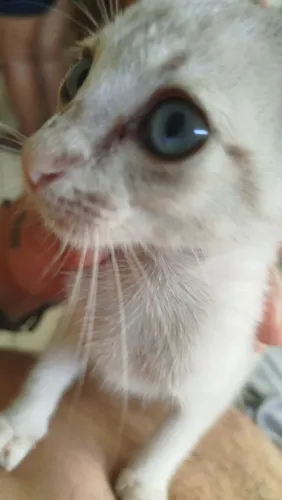 Gata filhote para adoção