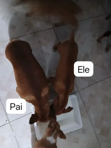 Cachorro pintsher macho