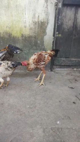 Frango macho e ganisé macho e fêmea 