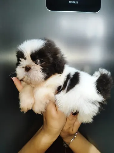 Shih Tzu disponível para quem prefere porte reduzido