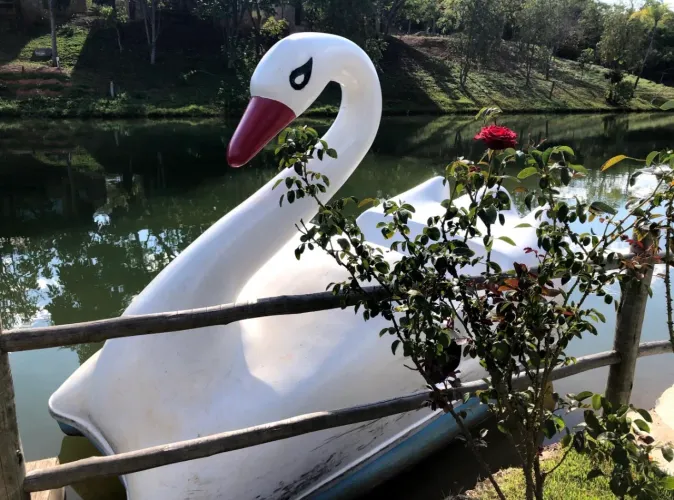 PEDALINHO CISNE PARA LAGO