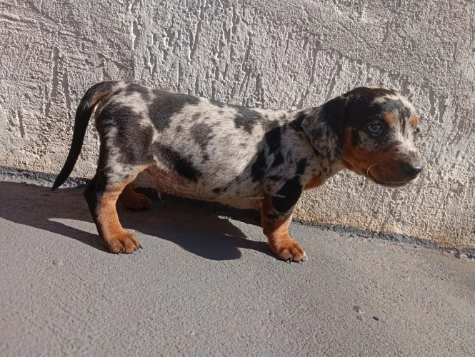 Dachshund com pedigree