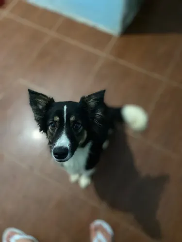 Doação cachorro 