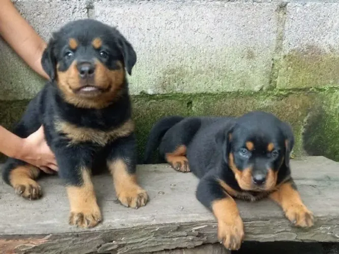 Rottweiler saudaveis