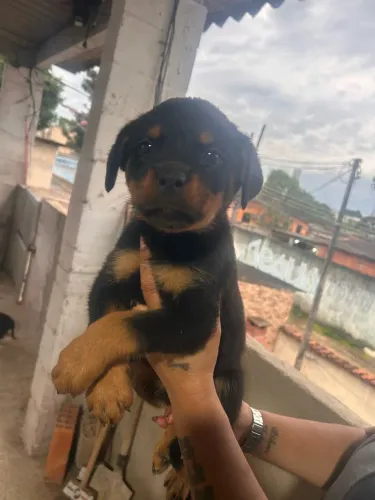 Filhotes de rottweiler