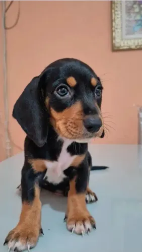 Vendo dachshund( por favor somente quem tiver interesse)