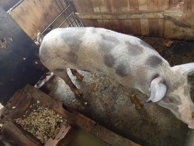Porca
