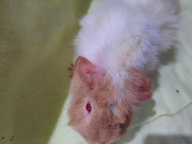 Porquinho da india raça Abssínio