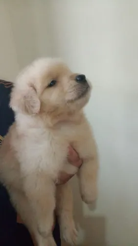 Filhote Chow-Chow, Encontre seu novo companheiro de quatro patas hoje!