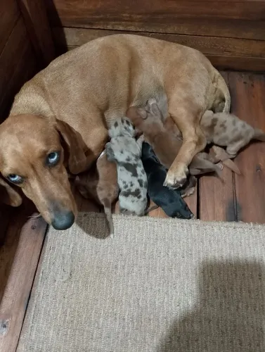 Dachshund fêmea