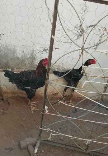 Frangos 