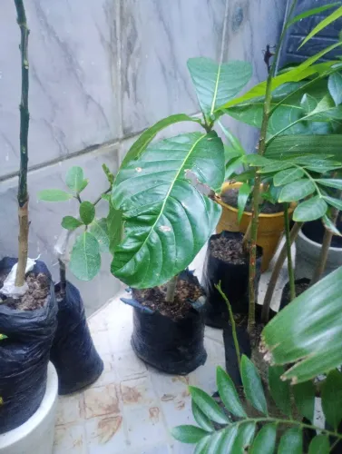 Frutíferas enxertadas 