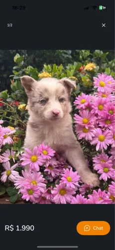 Machos filhotes Border collie 