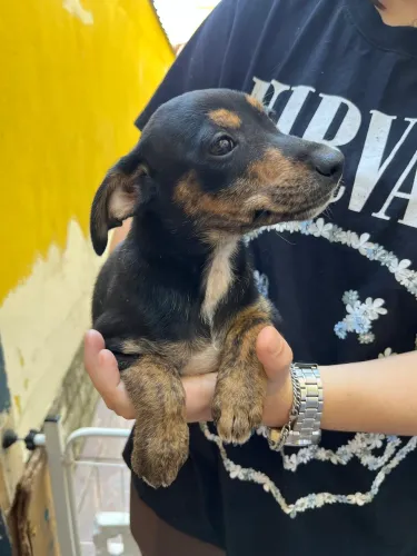 Doação Urgente! Fêmea com 2 meses.
