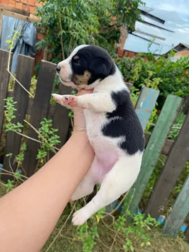 Adoção Responsável 