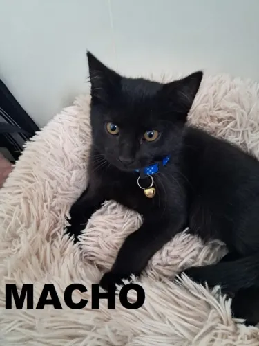 Para adoção,  filhotes de Gato, 3 meses, de Apucarana 
