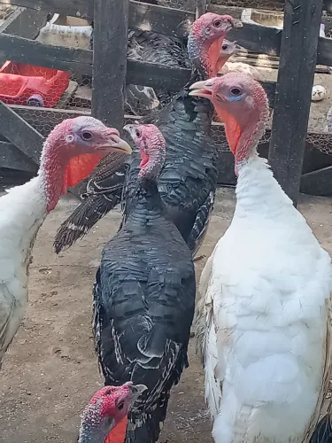 Vendo casal de perú valor 350,00 reais