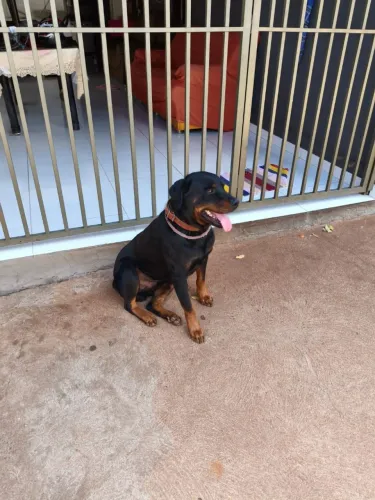 Rottweiler macho de 3 anos