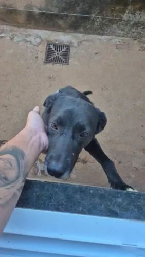 Cãozinho para doação dócil e castrado
