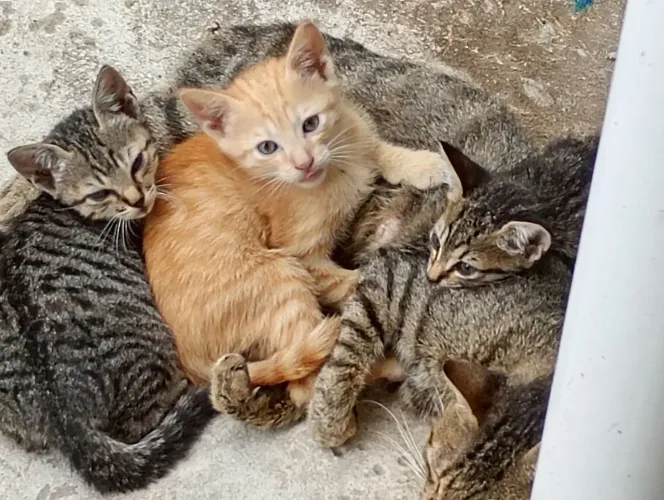 Gato