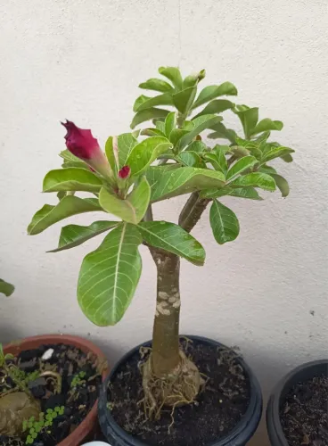 PLANTA ROSA DO DESERTO