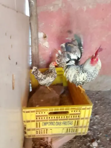 Casal de galinha garnizé