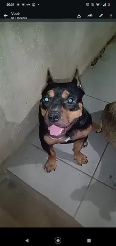 AMERICAN BULLY FÊMEA COM PEDIGREE