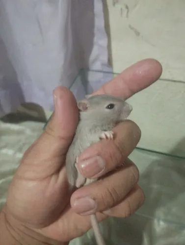 Dupla de Gerbil macho
